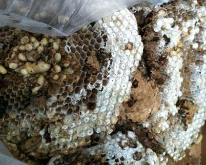 云南昆明機(jī)場(chǎng)X光機(jī)掃描儀驚現(xiàn)馬蜂窩聞所未聞[圖]